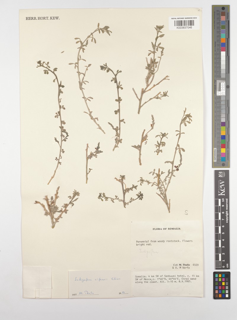 Indigofera ciferrii