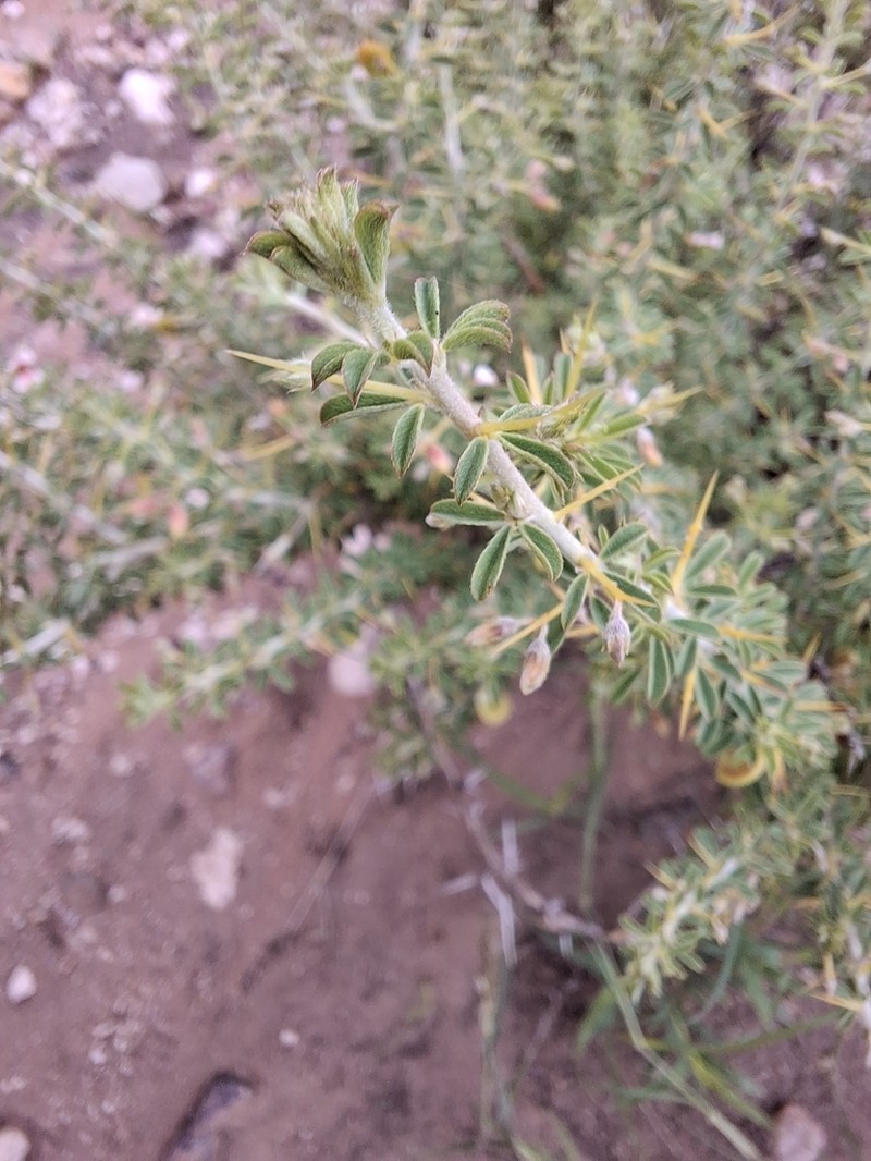 Indigofera circinnata