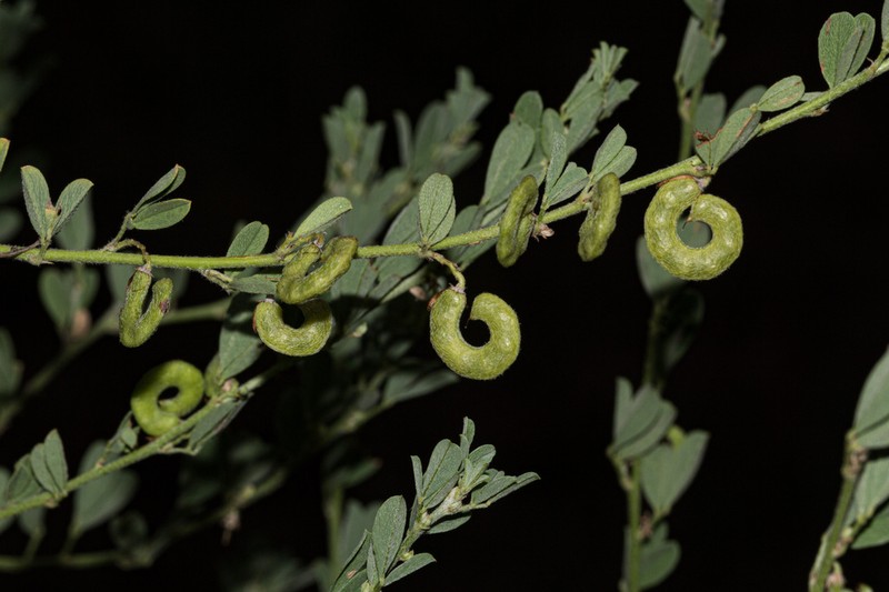 Indigofera circinnata photo 2