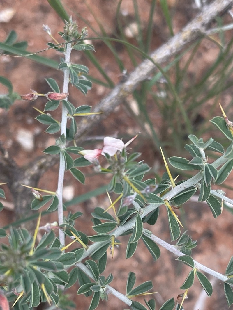 Indigofera circinnata photo 3