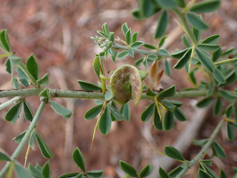 Indigofera circinnata photo 4