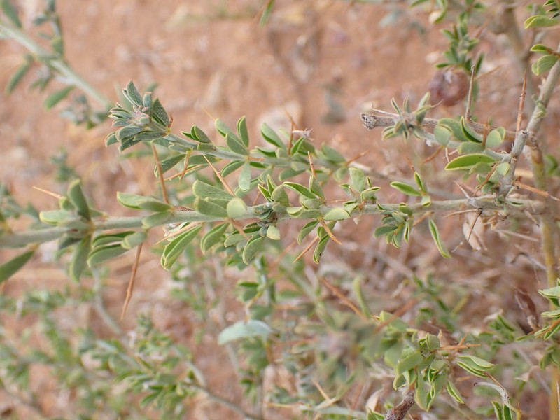Indigofera circinnata photo 5