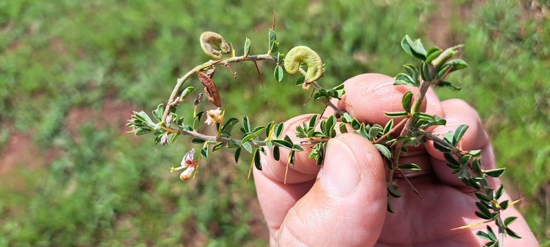 Indigofera circinnata photo 6