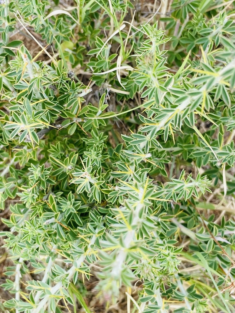 Indigofera circinnata photo 7