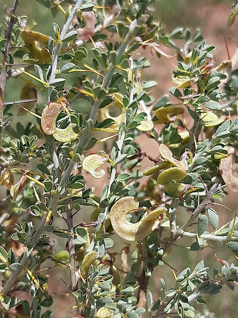 Indigofera circinnata photo 8