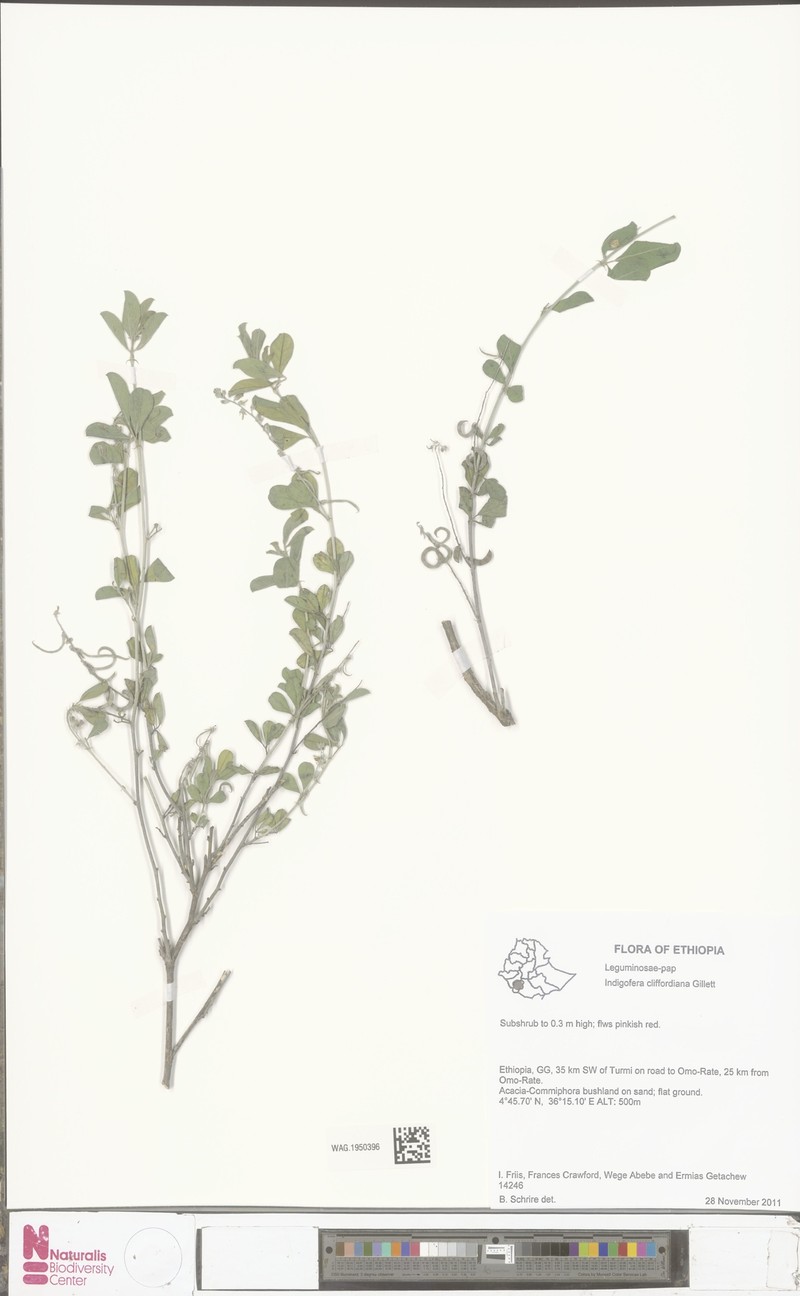 Indigofera cliffordiana