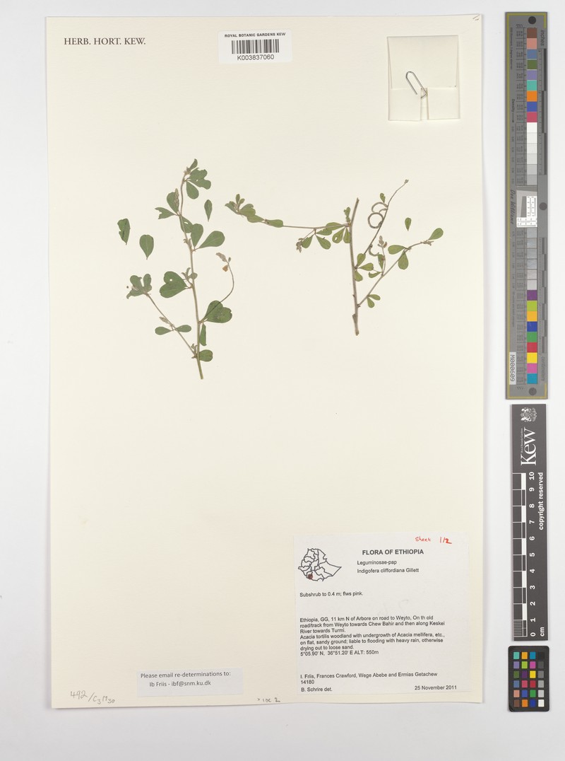 Indigofera cliffordiana photo 2