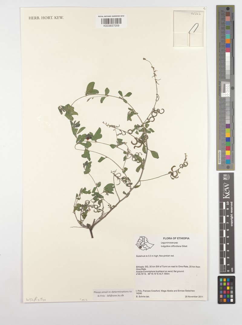 Indigofera cliffordiana photo 3
