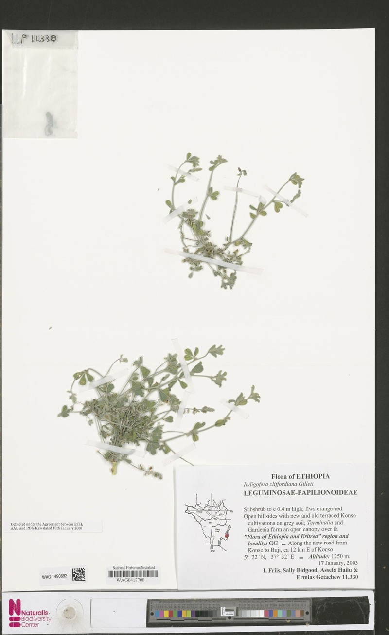 Indigofera cliffordiana photo 4