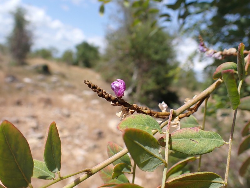 Indigofera cloiselii