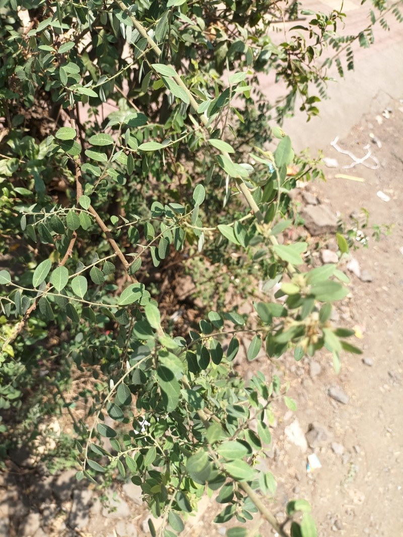 Indigofera coerulea photo 3