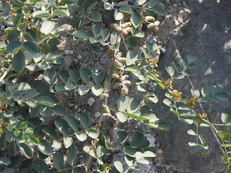 Indigofera coerulea photo 4