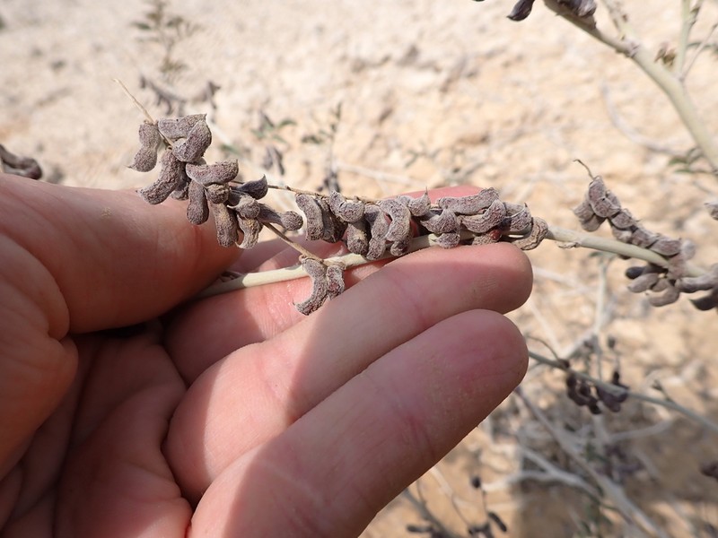 Indigofera coerulea photo 5
