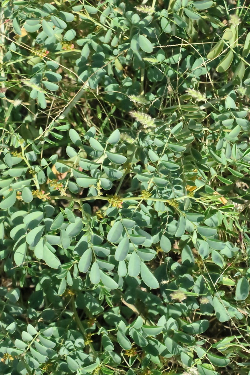 Indigofera coerulea photo 8