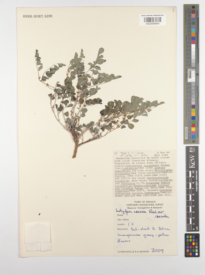 Indigofera coerulea var. coerulea