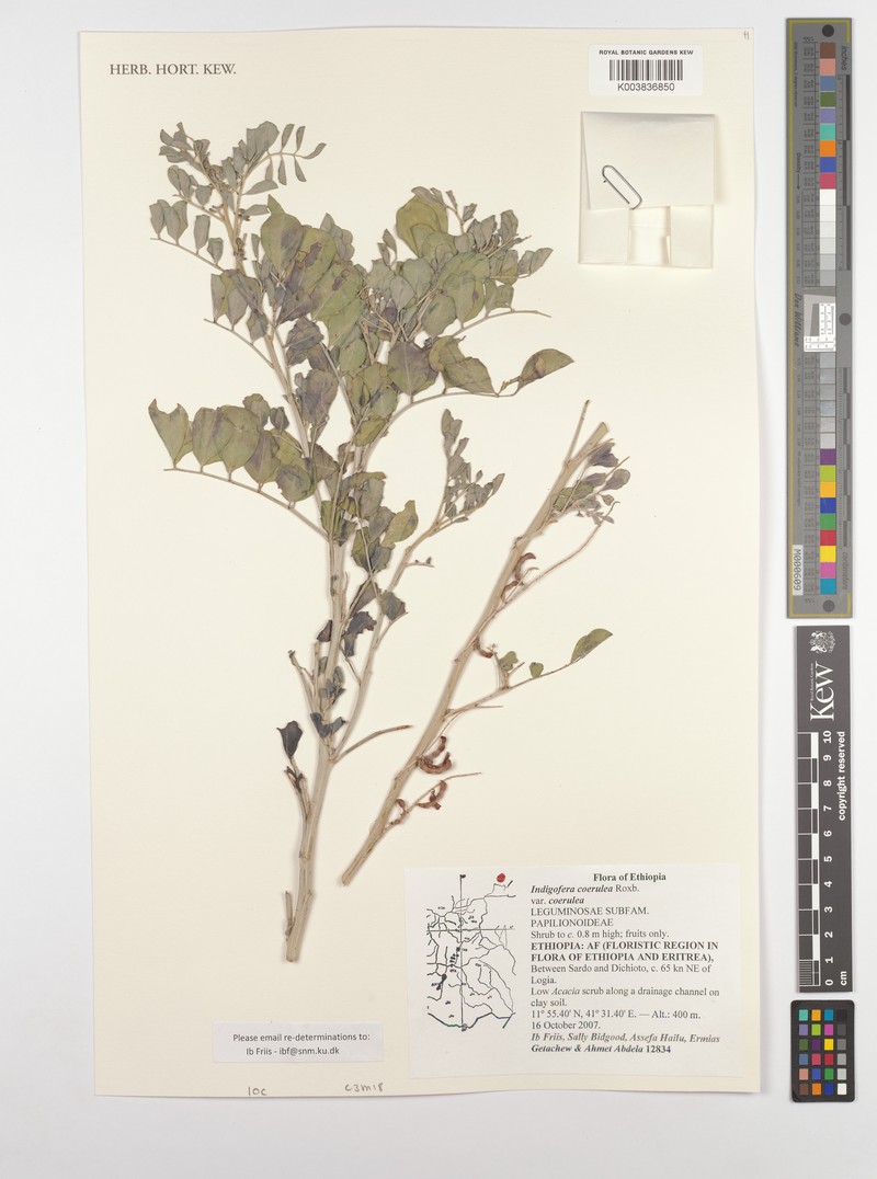 Indigofera coerulea var. occidentalis
