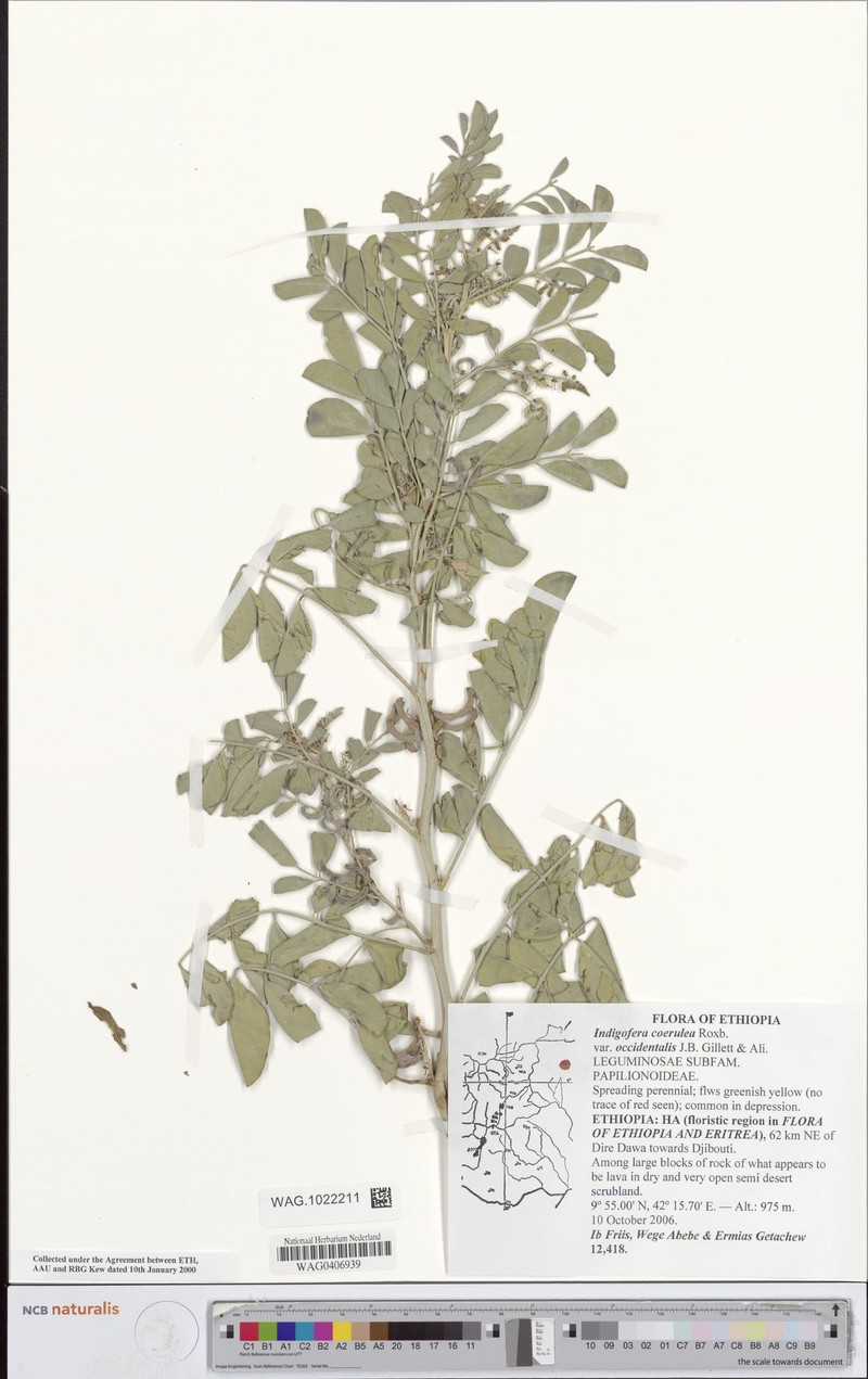 Indigofera coerulea var. occidentalis photo 2
