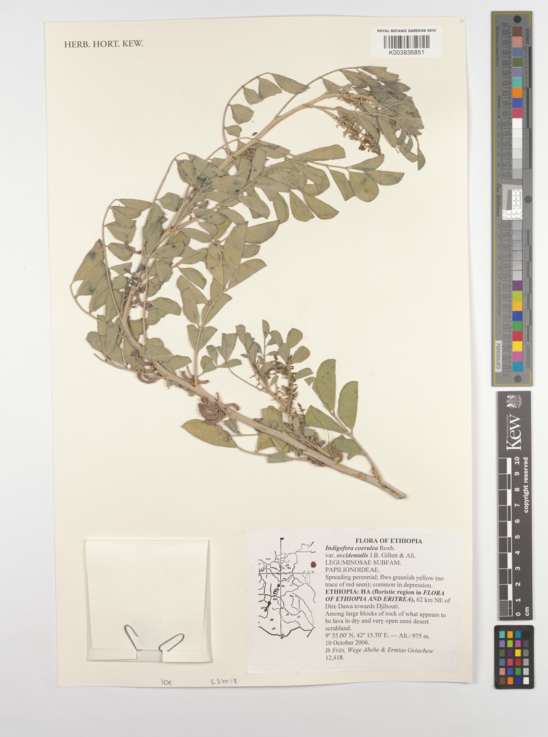 Indigofera coerulea var. occidentalis photo 3