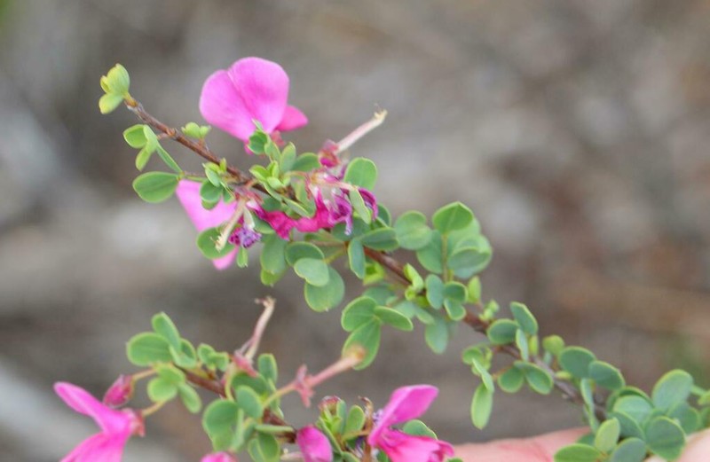 Indigofera cogmaniana