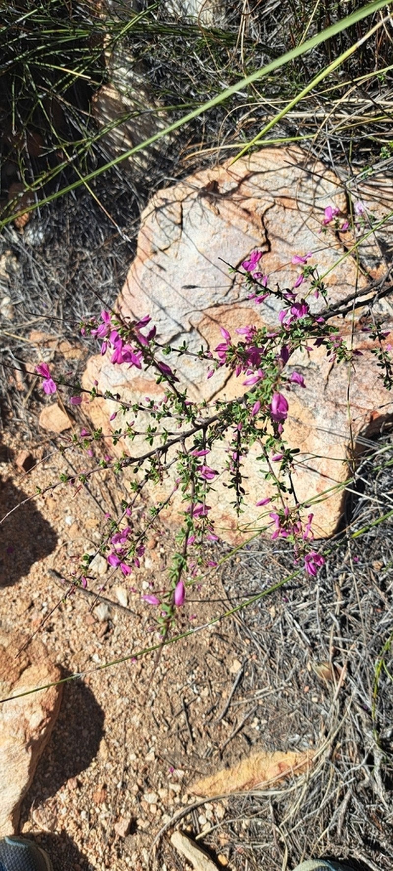 Indigofera cogmaniana photo 2