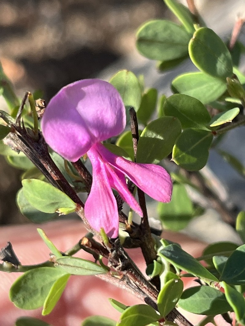 Indigofera cogmaniana photo 4