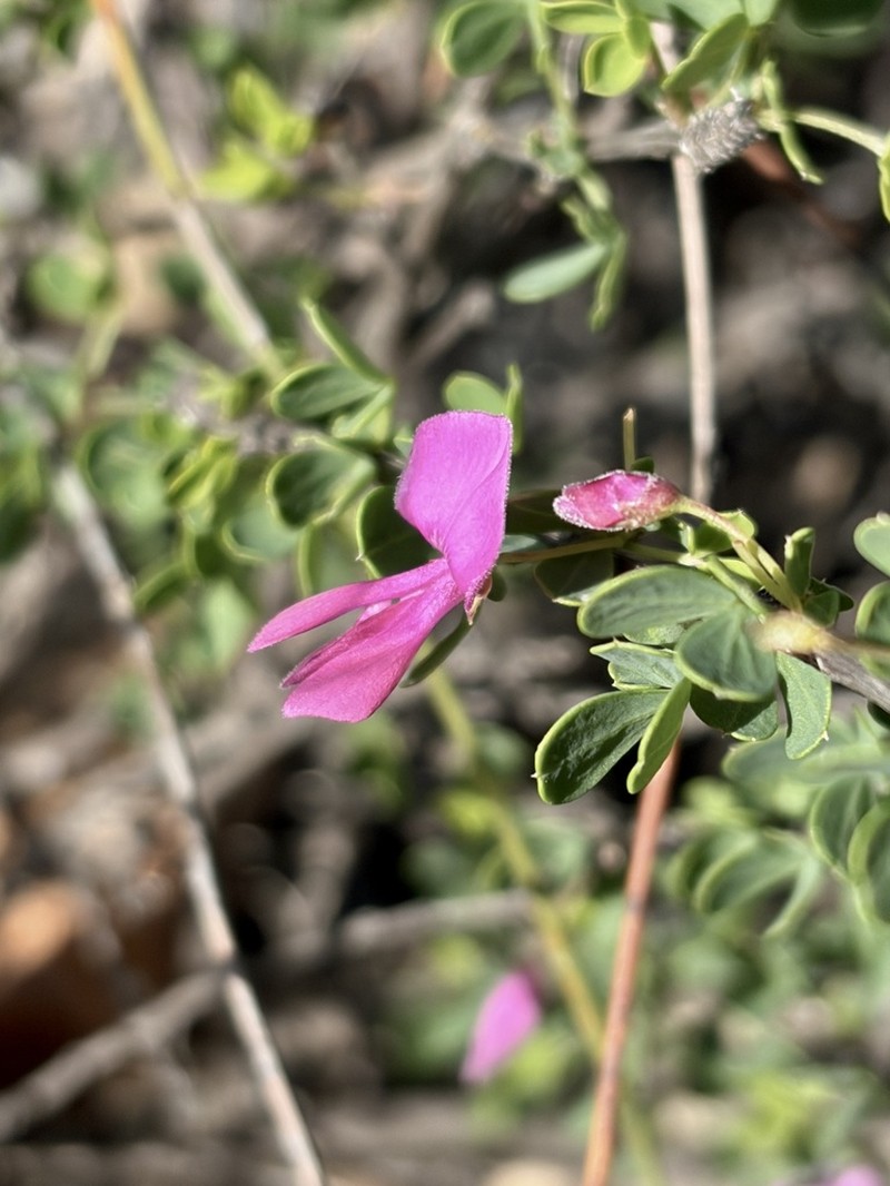 Indigofera cogmaniana photo 5