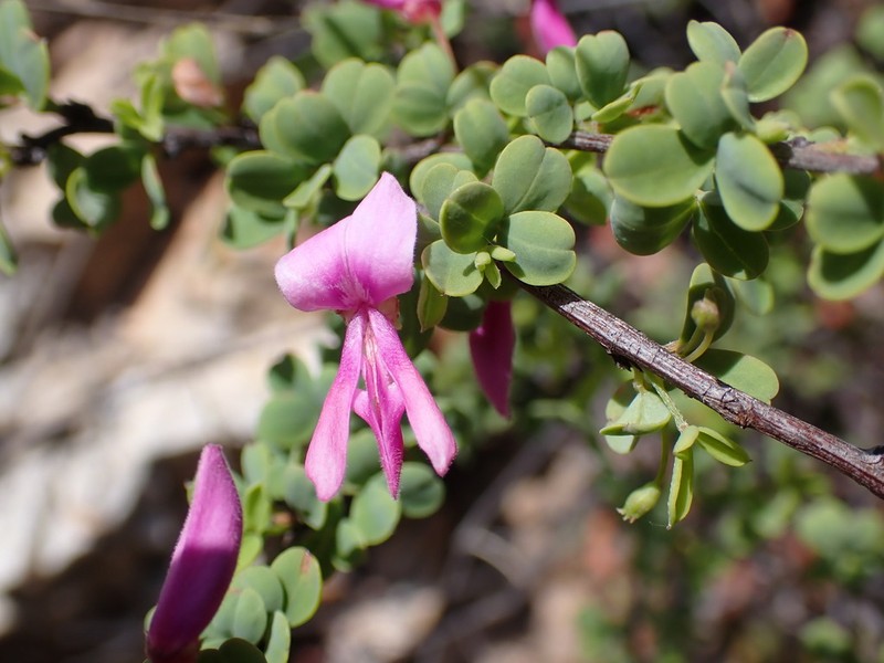 Indigofera cogmaniana photo 6