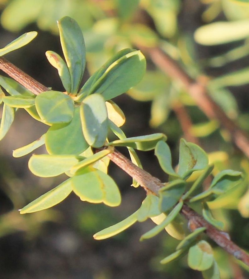 Indigofera cogmaniana photo 7