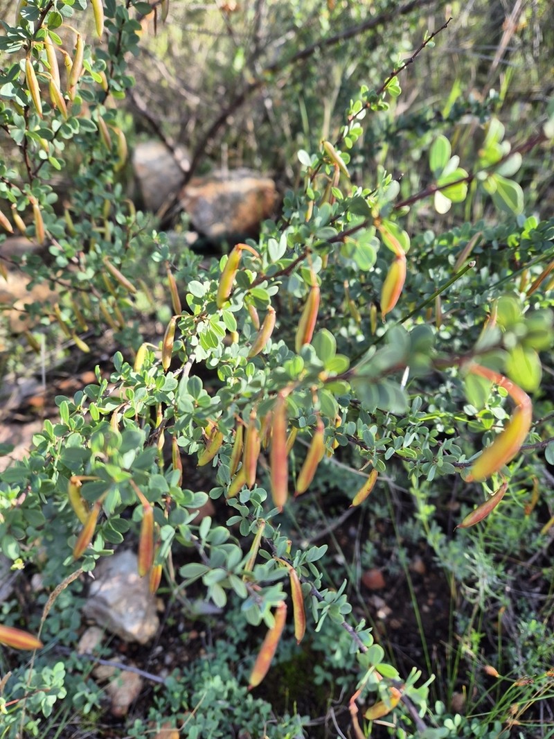 Indigofera cogmaniana photo 8