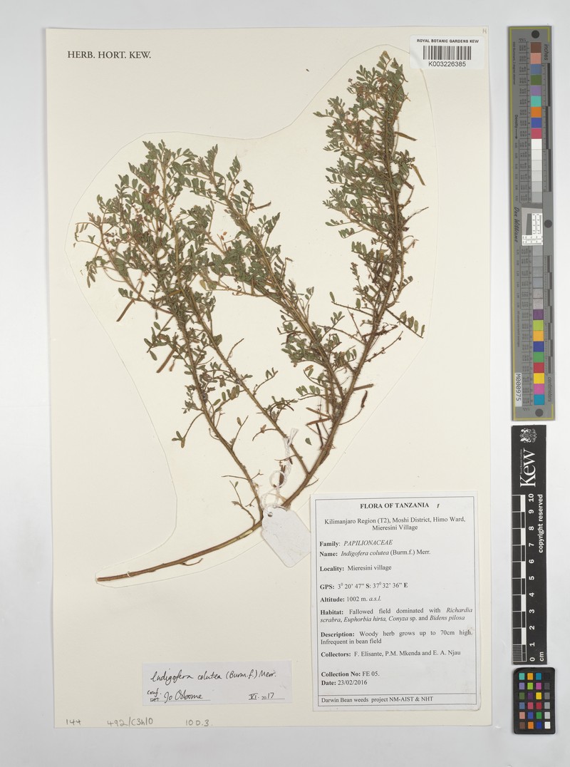 Indigofera colutea var. colutea