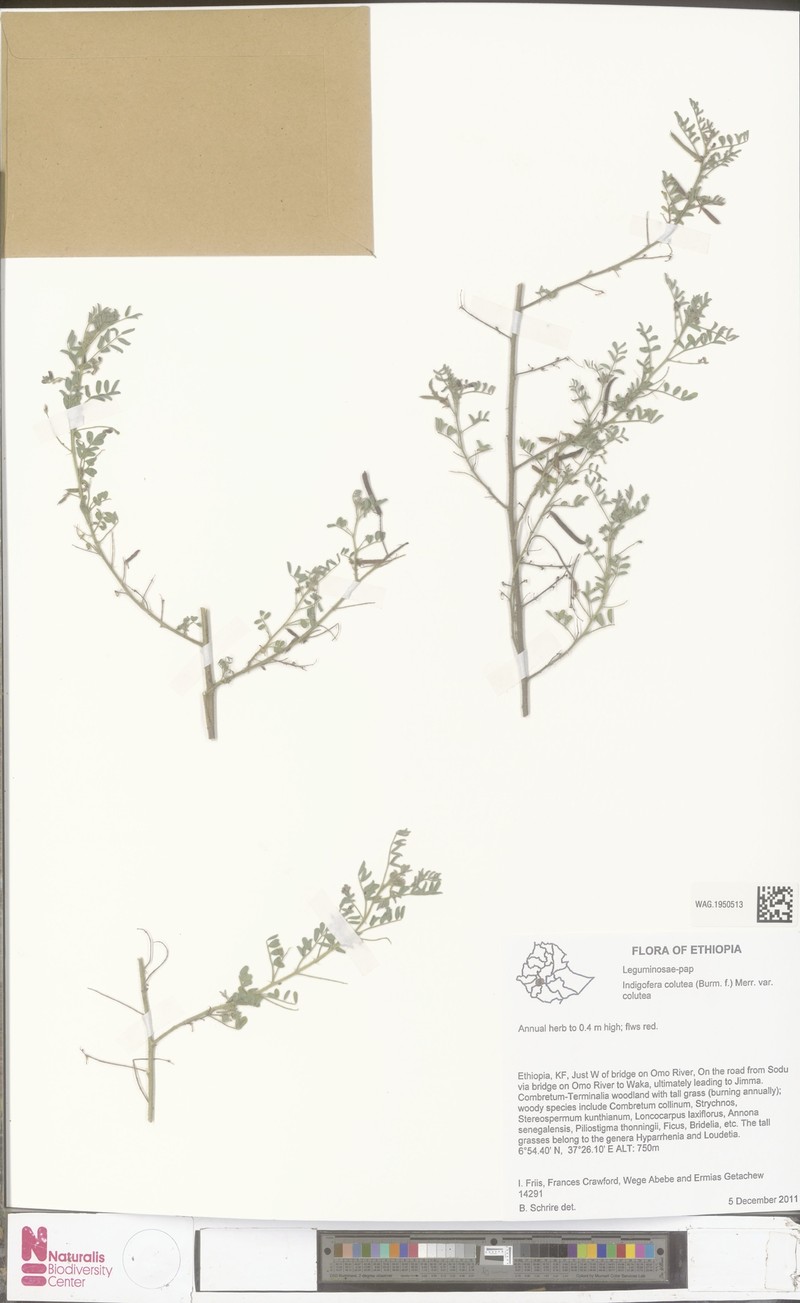 Indigofera colutea var. colutea photo 2