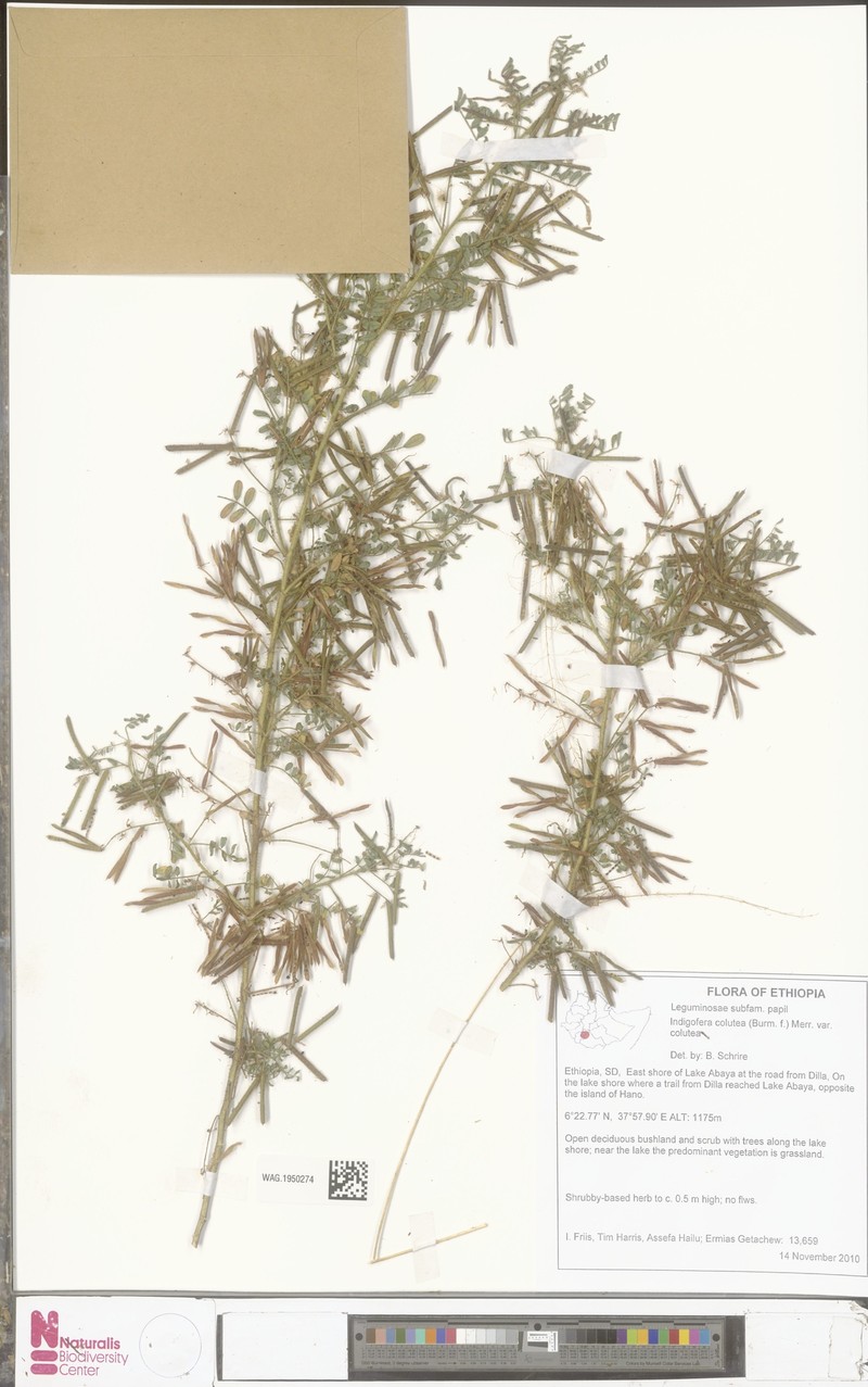 Indigofera colutea var. colutea photo 3