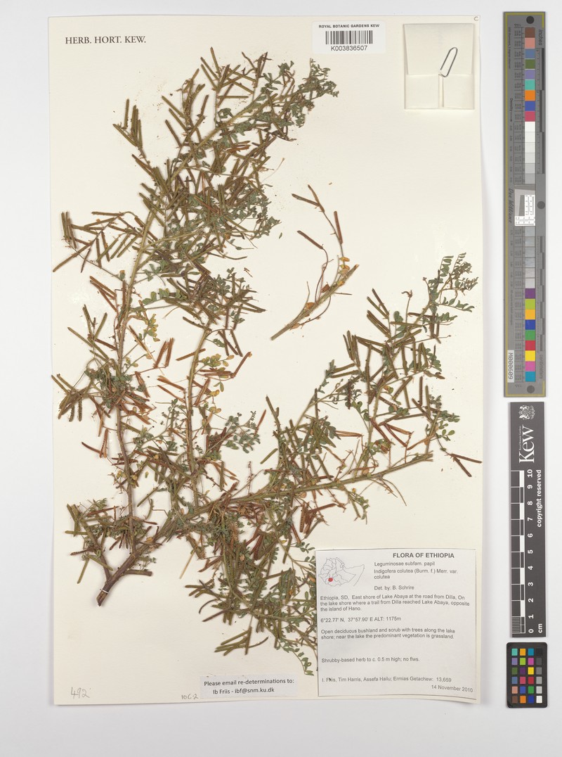 Indigofera colutea var. colutea photo 4