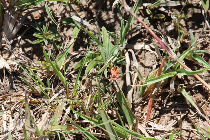 Indigofera commixta