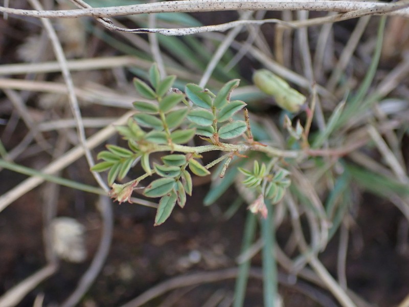 Indigofera commixta photo 2