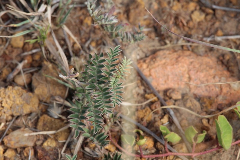 Indigofera commixta photo 4