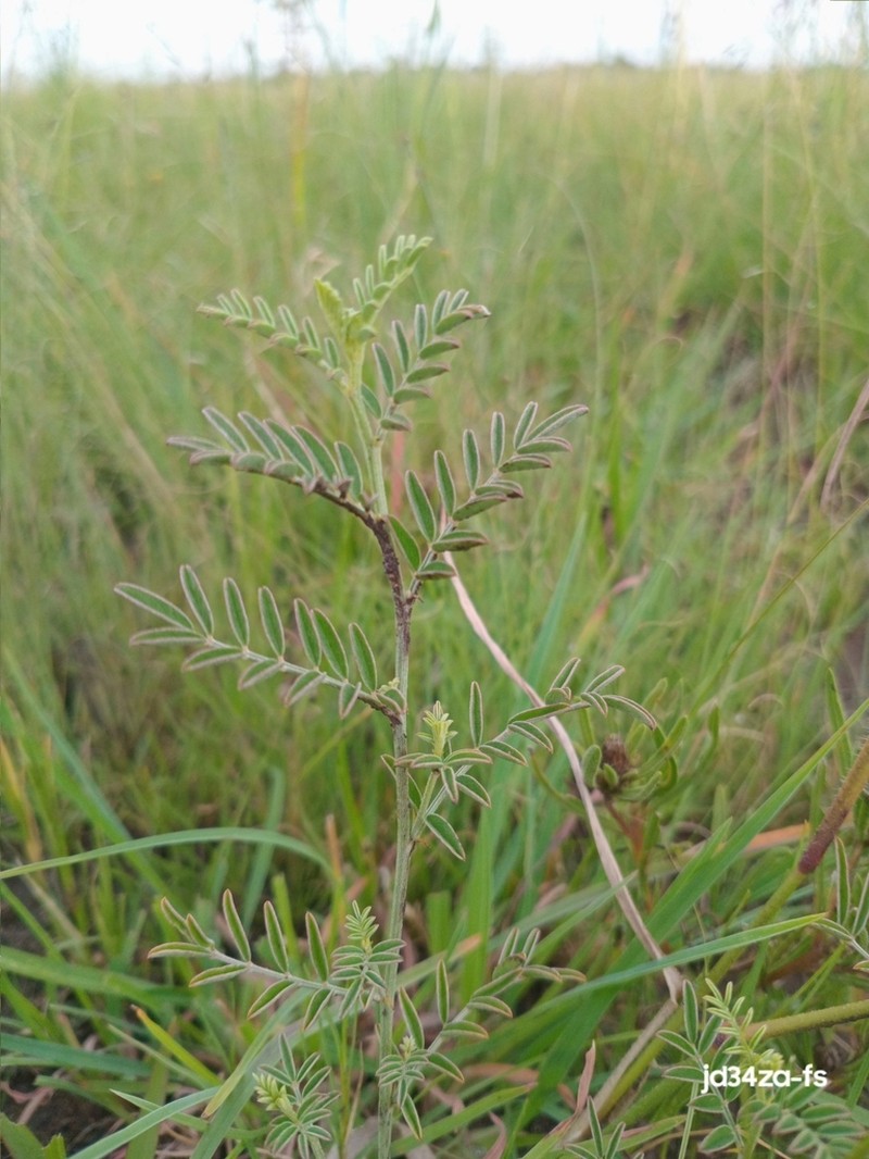 Indigofera commixta photo 5