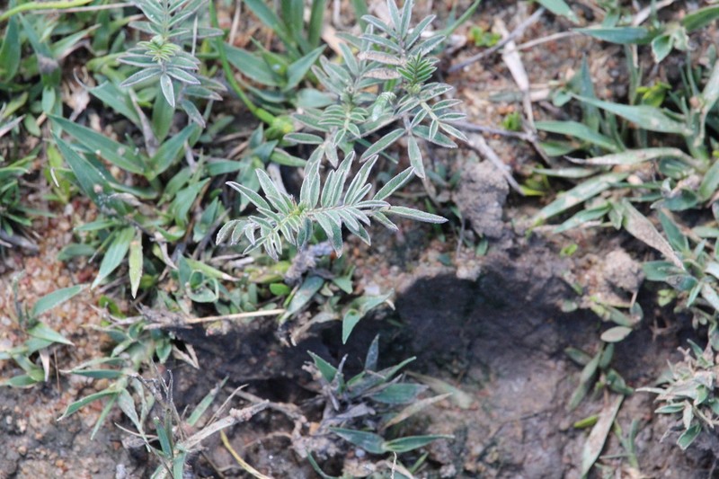 Indigofera commixta photo 6