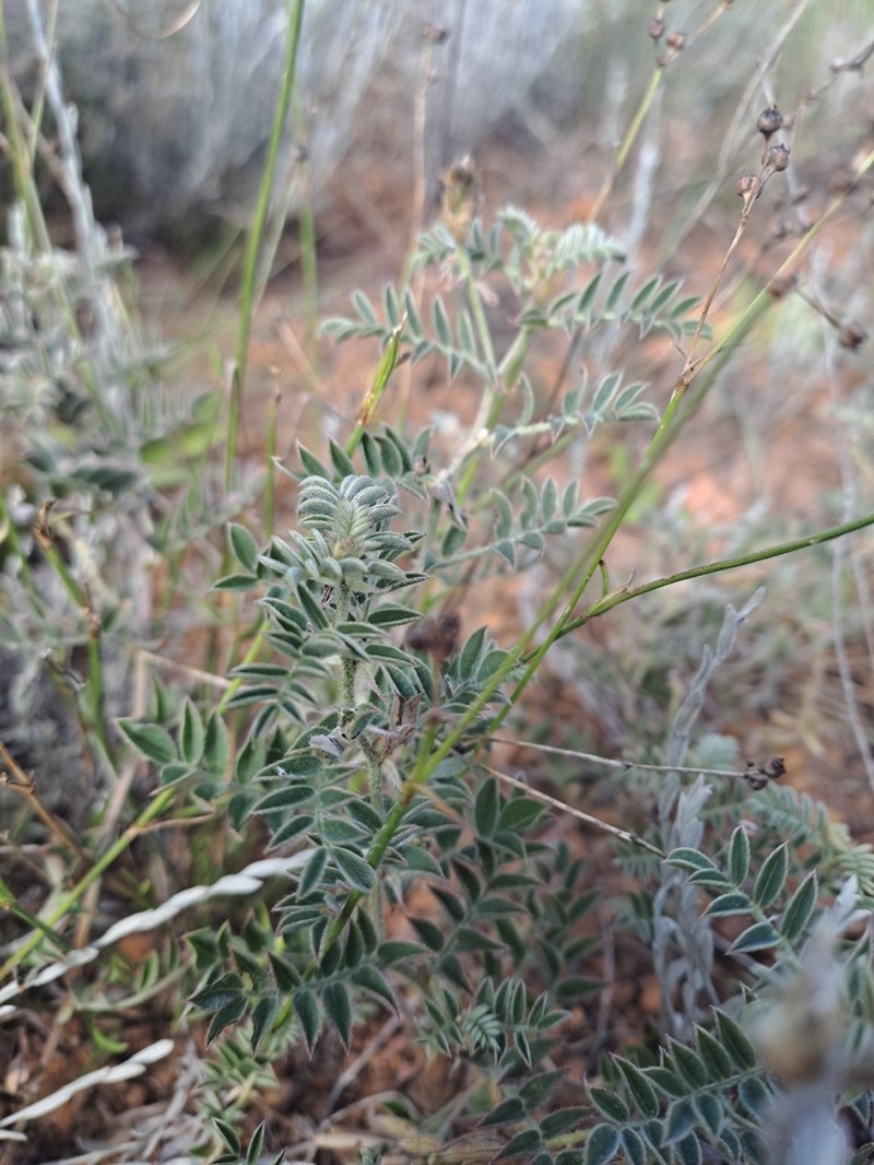 Indigofera commixta photo 7