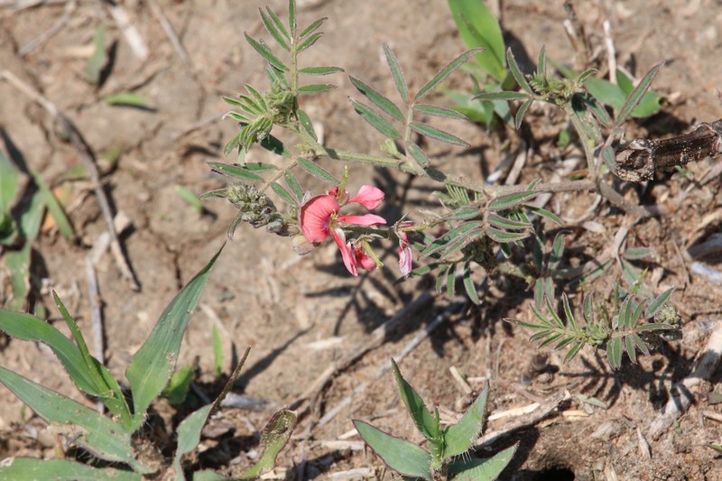 Indigofera commixta photo 8
