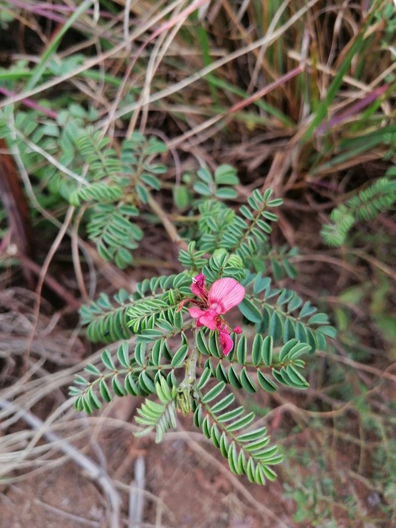 Indigofera comosa