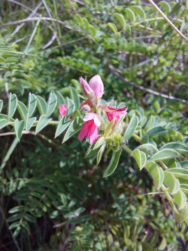 Indigofera comosa photo 2