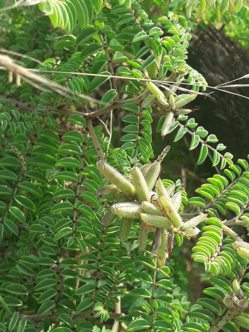 Indigofera comosa photo 3