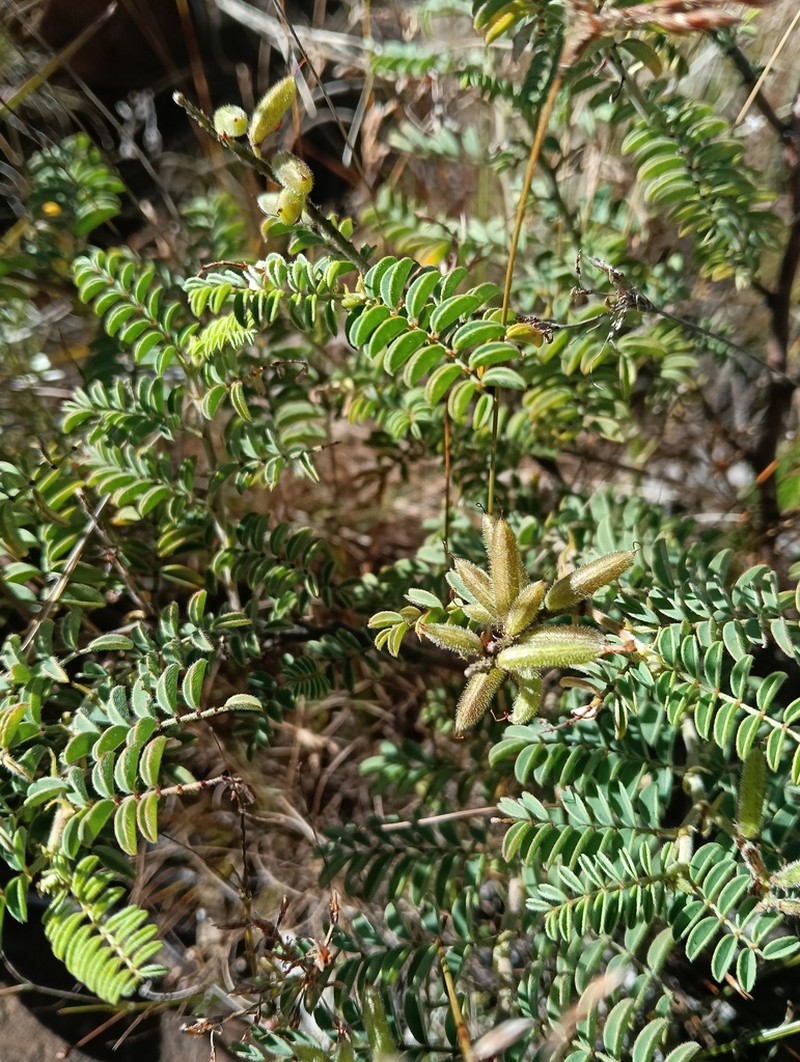 Indigofera comosa photo 5