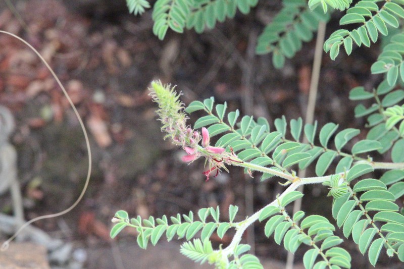 Indigofera comosa photo 6