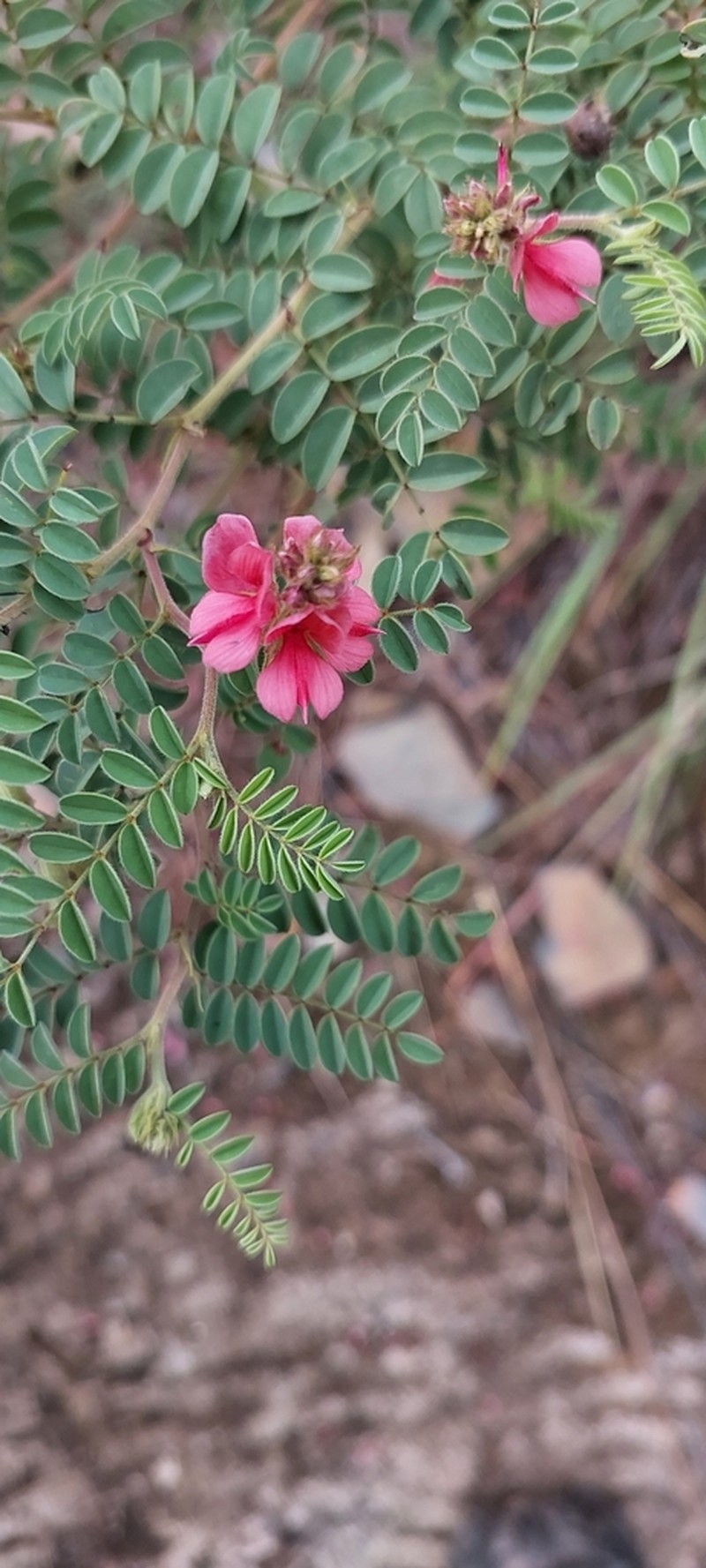Indigofera comosa photo 7