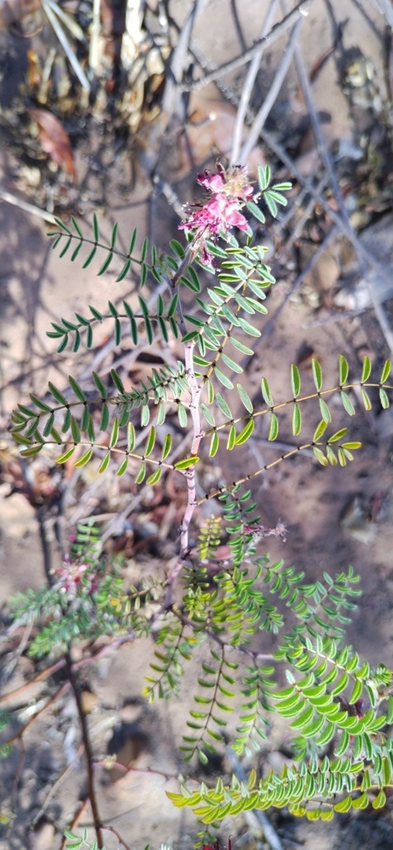 Indigofera comosa photo 8