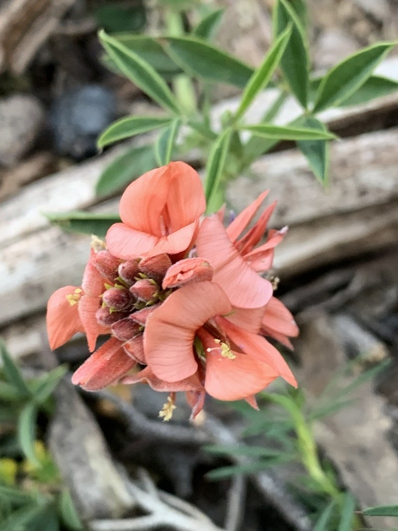 Indigofera complanata photo 2