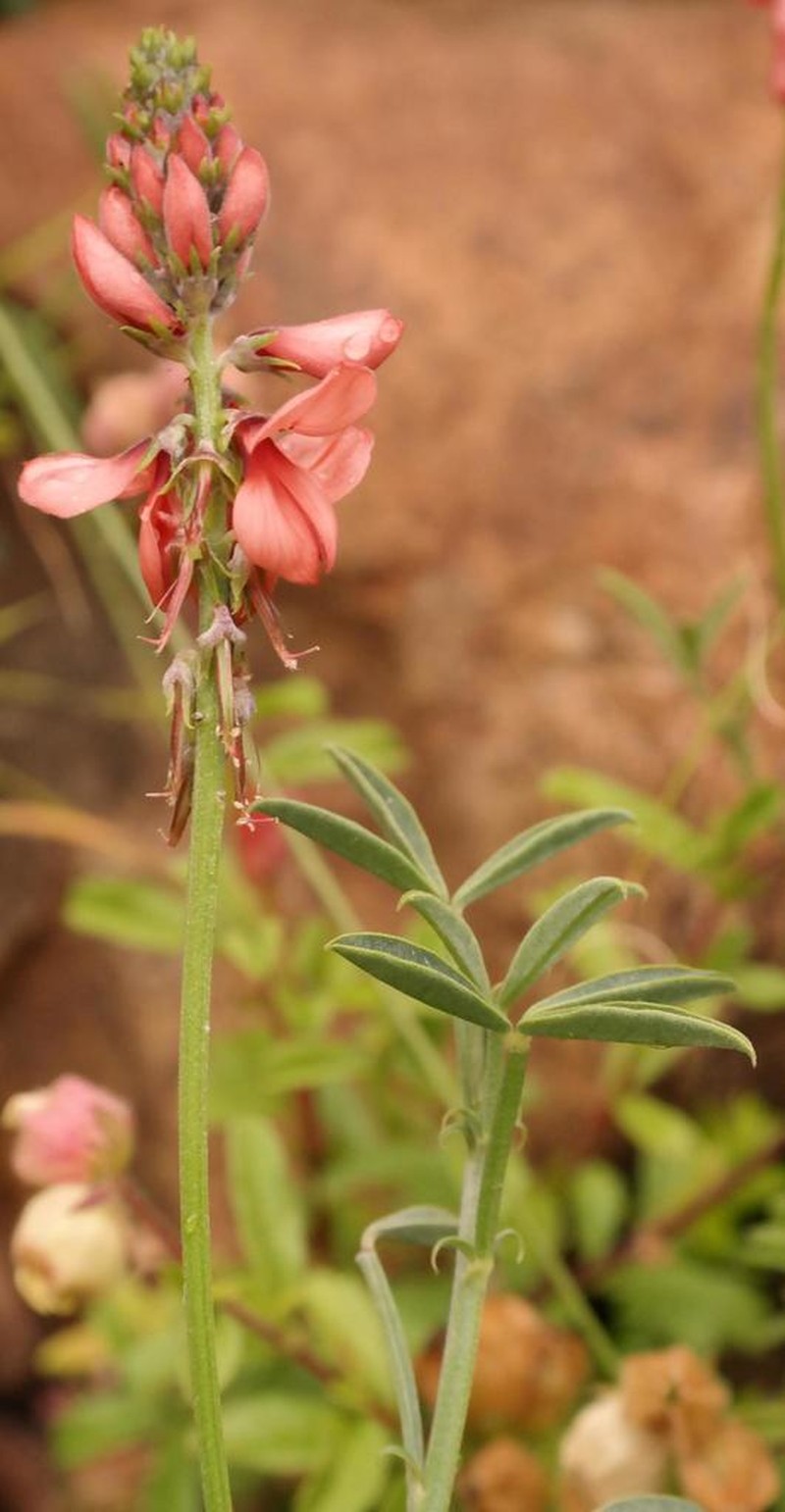 Indigofera complanata photo 3