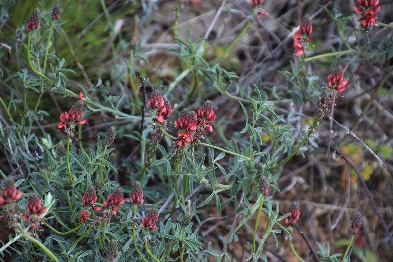 Indigofera complanata photo 4